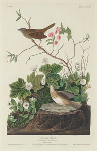Lincoln Finch, 1834. de Robert Havell