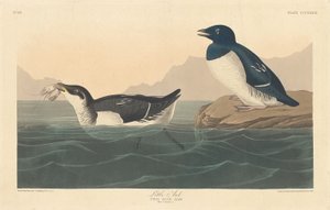 Pequeno Auk, 1836. de Robert Havell