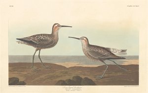 Maçarico de pernas compridas, 1836. de Robert Havell
