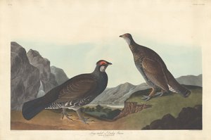 Long-tailed ou Dusky Grous, 1837. de Robert Havell