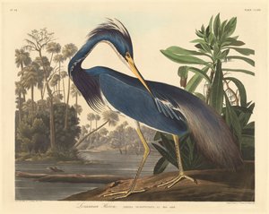 Garça da Louisiana, 1834.