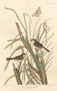 Finch de MacGillivray, 1837. de Robert Havell