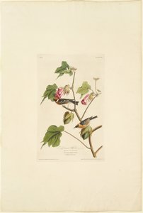Toutinegra-de-peito-de-baia-macho de Robert Havell