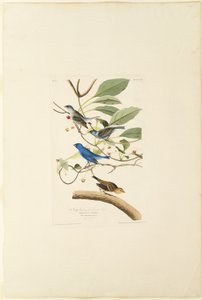 Pássaro índigo macho de Robert Havell