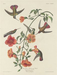 Beija-flor do Mangue, 1834. de Robert Havell