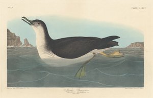 Manks Shearwater, 1836. de Robert Havell
