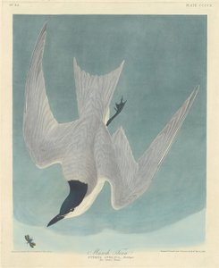 Marsh Tern, 1838. de Robert Havell