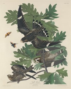 Falcão Noturno, 1832. de Robert Havell