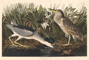 Night Heron ou pássaro Qua, 1835. de Robert Havell