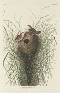 Carriça de pântano menor de Nuttall, 1833. de Robert Havell