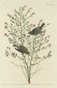 Toutinegra-de-coroa-laranja, 1833. de Robert Havell
