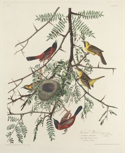Pomar Oriole, 1828. de Robert Havell