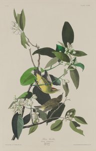 Palm Warbler, 1833. de Robert Havell