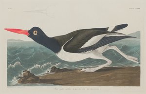 Apanhador de Ostras Pied, 1834.