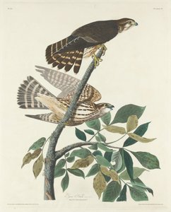 Pombo Falcão, 1830. de Robert Havell