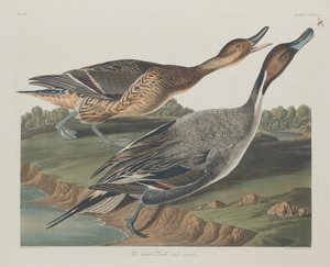Pato de rabo de alfinete, 1834. de Robert Havell