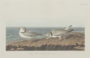 Tarambola, 1834. de Robert Havell