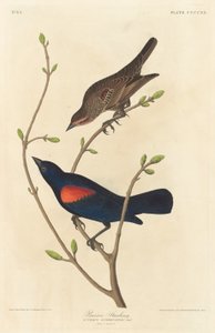 Pradaria Starling, 1838. de Robert Havell
