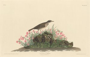 Pradaria Titlark, 1830. de Robert Havell