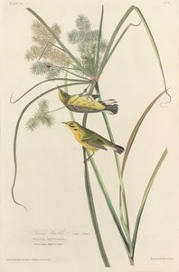 Toutinegra da Pradaria, 1827. de Robert Havell