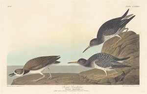 Maçarico Roxo, 1835. de Robert Havell