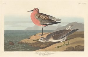 Maçarico-de-peito-vermelho, 1836. de Robert Havell