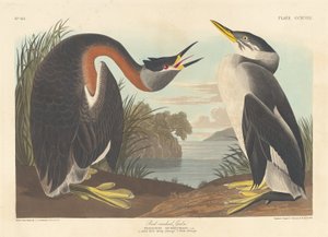 Grebe de pescoço vermelho, 1836. de Robert Havell