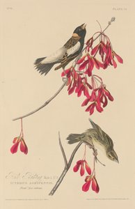 Arroz Bunting, 1829. de Robert Havell