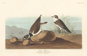 Tarambola Anel, 1836. de Robert Havell