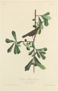Garganta Amarela de Roscoe, 1827. de Robert Havell
