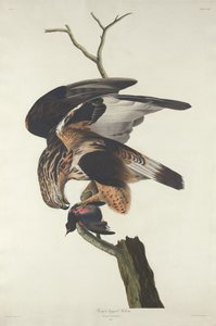Falcão de pernas ásperas, 1833. de Robert Havell