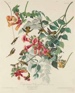 Beija-flor-de-garganta-rubi, 1828. de Robert Havell