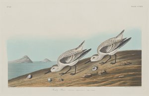 Tarambola Ruddy, 1834. de Robert Havell