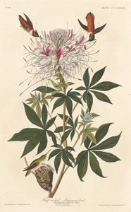 Beija-flor-de-pescoço-ruivo, 1837. de Robert Havell