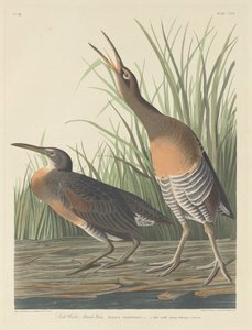 Galinha do pântano de água salgada, 1834. de Robert Havell