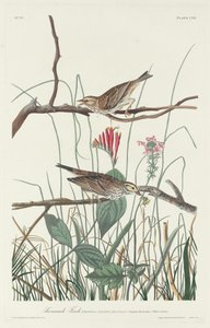 Savannah Finch, 1831. de Robert Havell