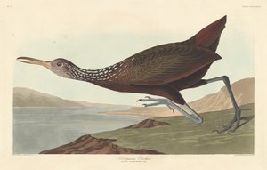 Scolopaceus Courlan, 1837. de Robert Havell