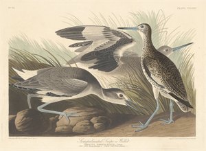 Narceja ou Willet semi-palmado, 1835. de Robert Havell