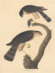 Falcão de canela afiada, 1837. de Robert Havell