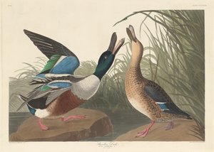Pato pá, 1836. de Robert Havell