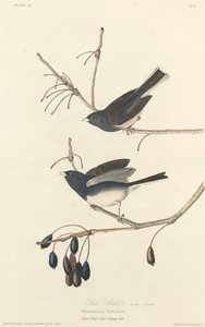 Pássaro da Neve, 1827. de Robert Havell