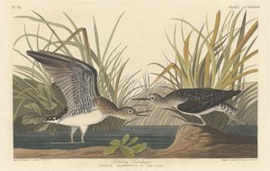 Maçarico solitário, 1836. de Robert Havell
