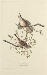 Pardal da Canção, 1827. de Robert Havell