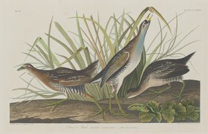 Sora ou Trilho, 1834. de Robert Havell