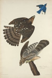Stanley Hawk, 1828. de Robert Havell