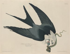 Falcão de cauda de andorinha, 1829. de Robert Havell