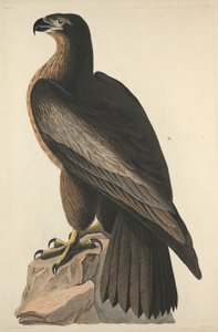 O pássaro de Washington ou Great American Sea Eagle, 1827.