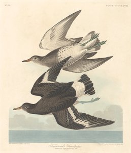 Maçarico de Townsend, 1838. de Robert Havell