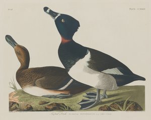 Pato Tufado, 1834. de Robert Havell