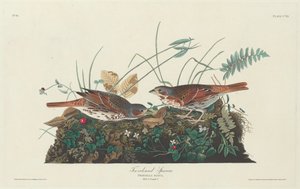 Pardal de duas cores, 1831. de Robert Havell